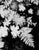 white-leaves