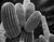 big-fat-cacti